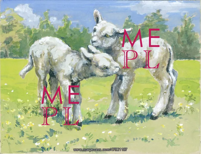  : Two lambs in a field