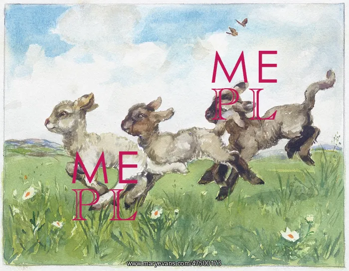  : Three lambs gambolling in a field