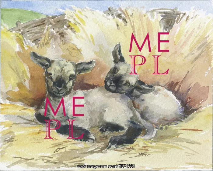  : Two lambs lying down in a fold