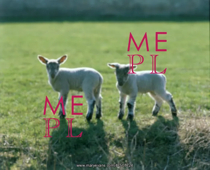  : Two lambs standing in a field