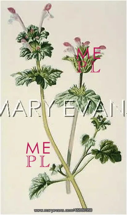  : LAMIUM AMPLEXICAULE