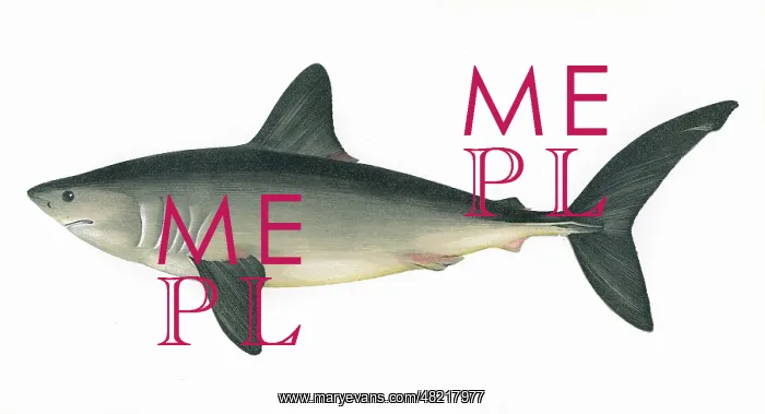  : Lamna nasus, or Porbeagle