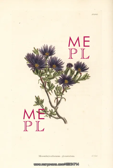 : Lampranthus glomeratus : Lampranthus glomeratus