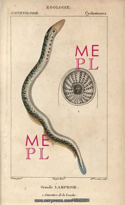 : Lamprey, Petromyzon marinus : Lamprey, Petromyzon marinus