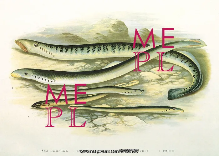  : Five Lampreys