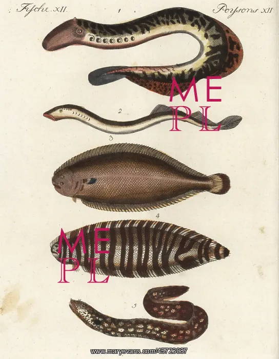 : Lampreys, sole, sea zebra and eel : Lampreys, sole, sea zebra and eel