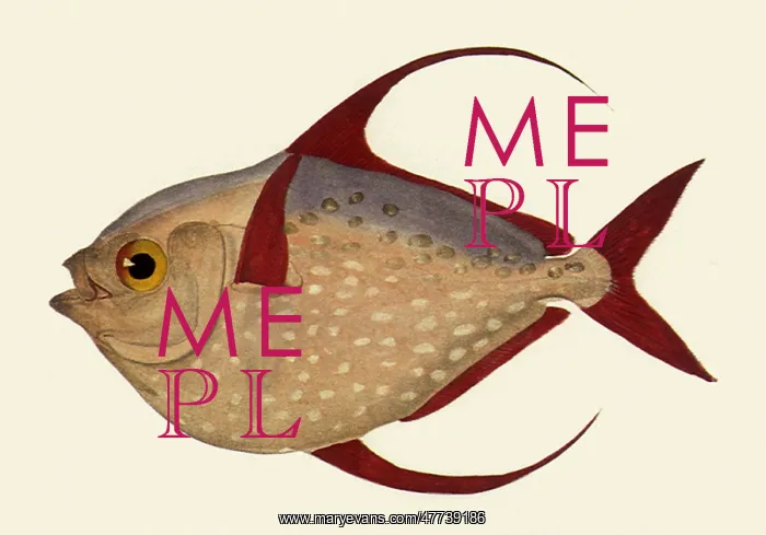  : Lampris guttatus