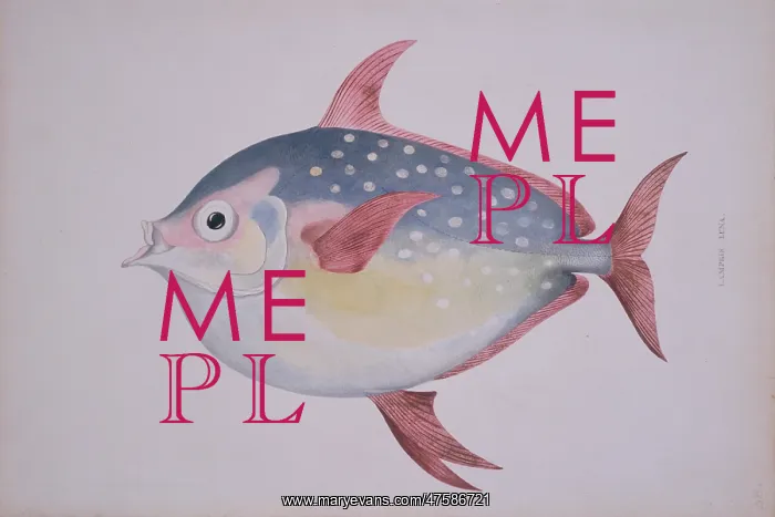 : Lampris guttatus, opah : Lampris guttatus, opah