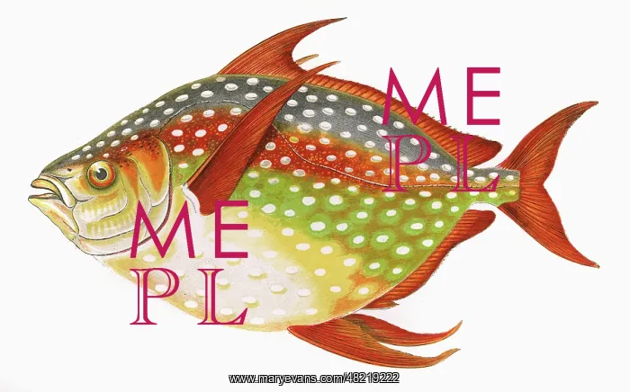 : Lampris guttatus, or Opah : Lampris guttatus, or Opah