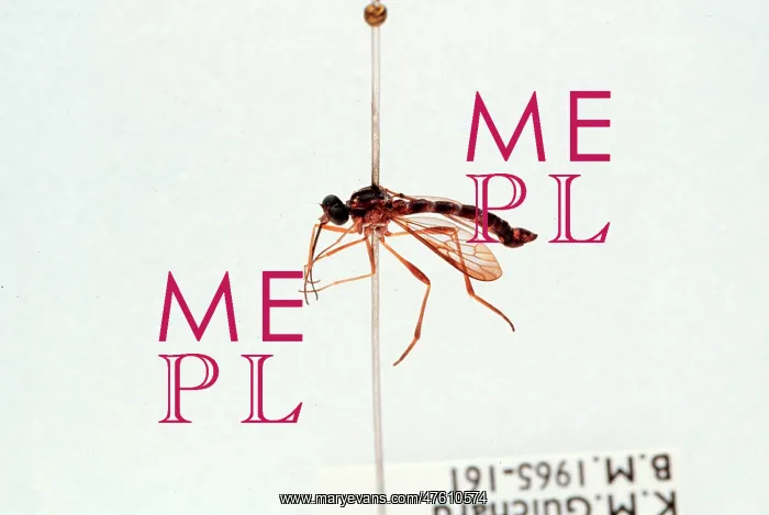 : Lampromyia sp. fly : Lampromyia sp. fly