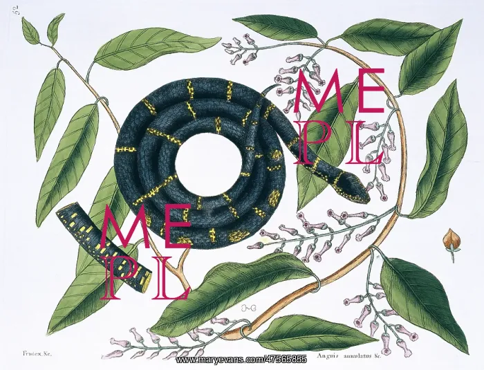: Lampropeltis getulus, chain snake : Lampropeltis getulus, chain snake