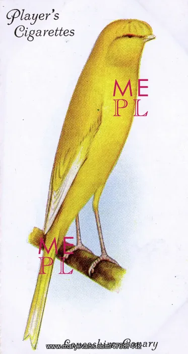  : Lancashire Canary (Coppy)