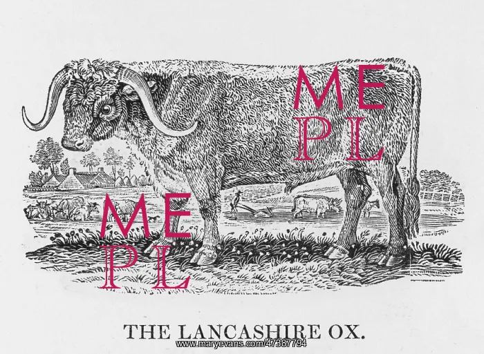 : LANCASHIRE LONGHORN OX : LANCASHIRE LONGHORN OX