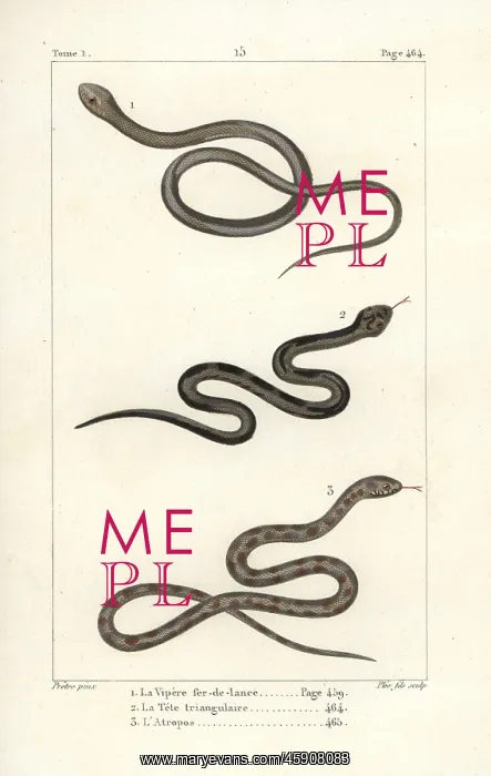 : Lancehead viper, Ceylon pit viper and berg adder : Lancehead viper, Ceylon pit viper and berg adder