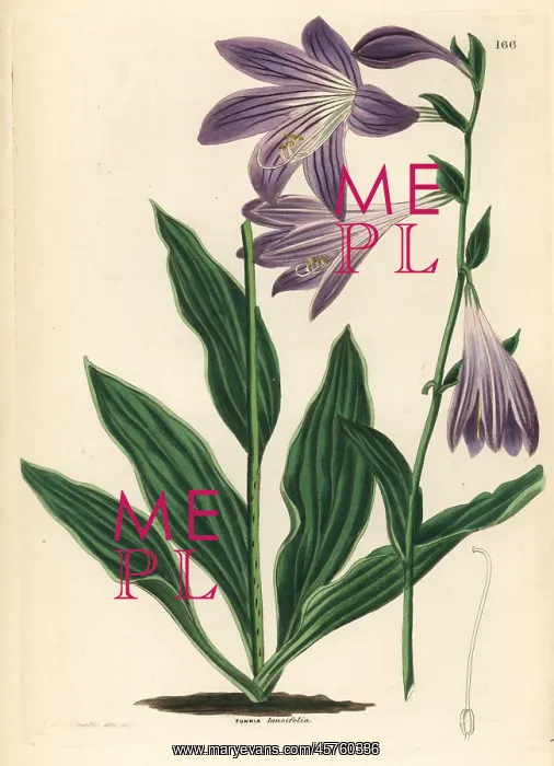 : Lanceleaf plantain lily, Hosta lancifolia : Lanceleaf plantain lily, Hosta lancifolia