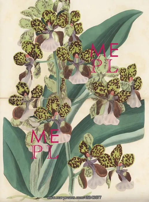 : Lance's trichocentrum, Trichocentrum lanceanum : Lance's trichocentrum, Trichocentrum lanceanum