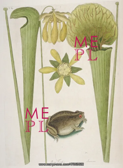 : Land Frog. Hand coloured etching from The Natural History of Carolina, Florida : Land Frog. Hand coloured etching from The Natural History of Carolina, Florida