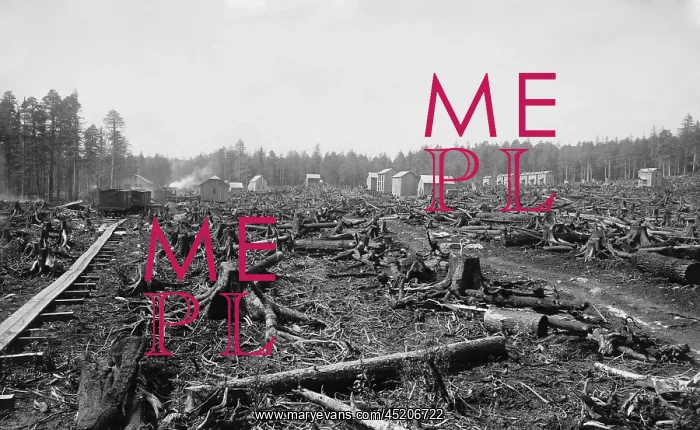 : Land littered with the stumps of trees in ? : Land littered with the stumps of trees in ?