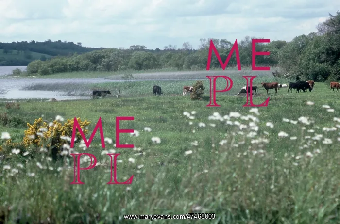  : Landscape with Cows ? and lake with gorse