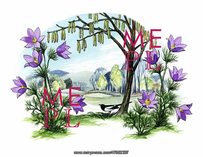  : Landscape with pasque flowers and magpie