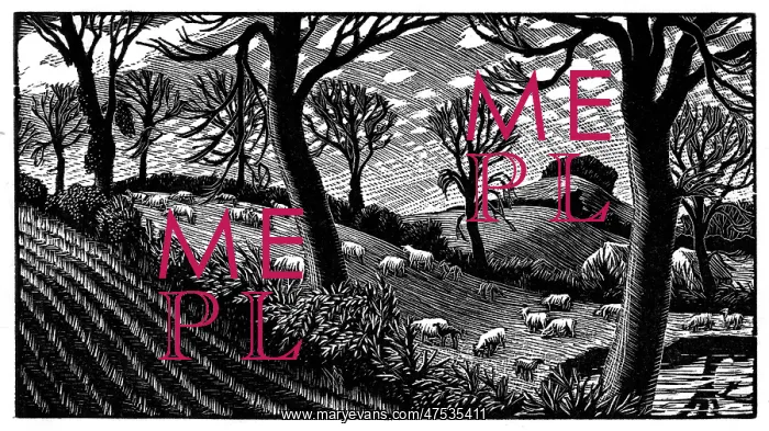: Landscape with sheep in field by pond : Landscape with sheep in field by pond