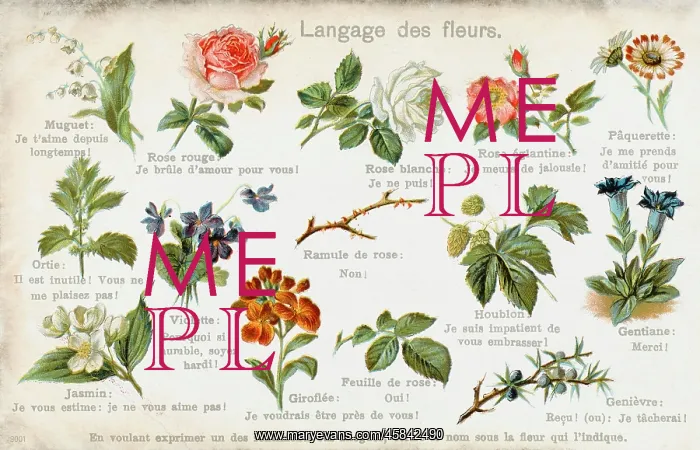  : Language of Flowers Card