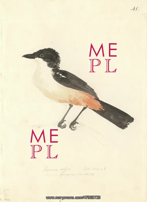 : Laniarius ferrugineus, southern boubou : Laniarius ferrugineus, southern boubou
