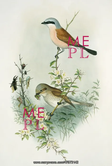 : Lanius collurio, red-backed shrike : Lanius collurio, red-backed shrike