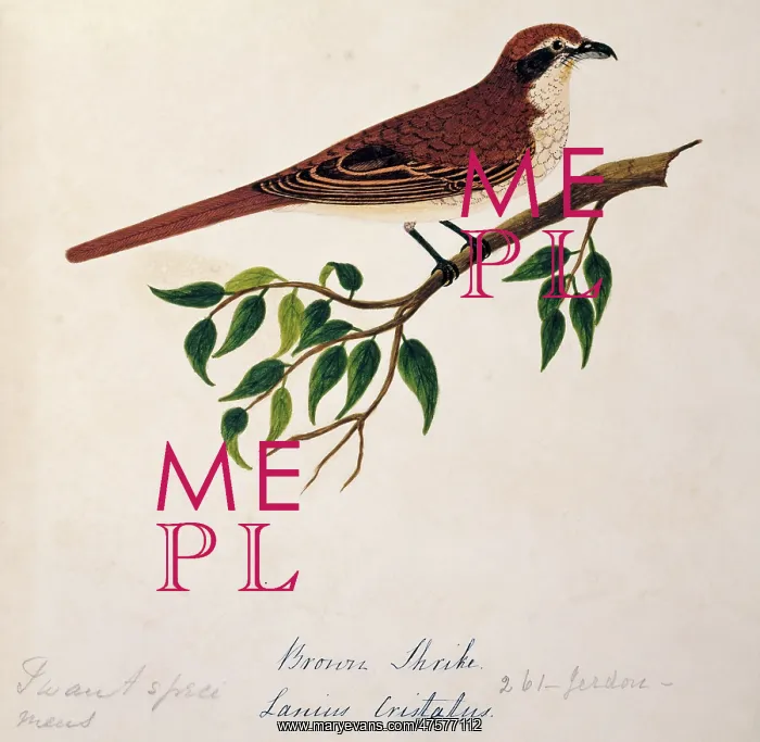 : Lanius cristatus, brown shrike : Lanius cristatus, brown shrike