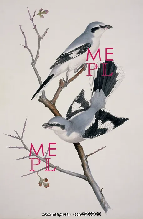 : Lanius excubitor, great grey shrike : Lanius excubitor, great grey shrike