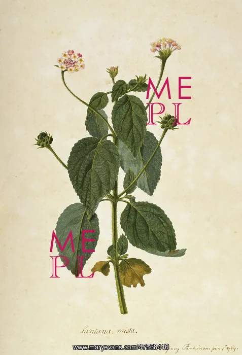 : Lantana mista : Lantana mista
