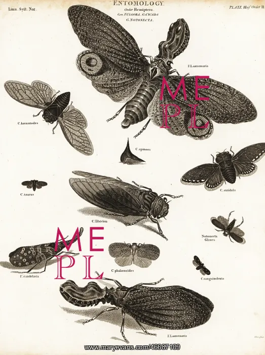 : Lantern flies, cicadas, planthoppers, etc : Lantern flies, cicadas, planthoppers, etc