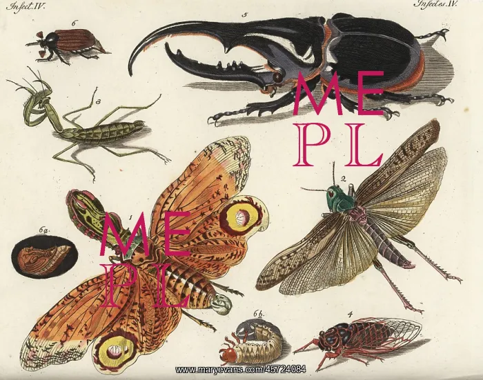 : Lantern fly, locust, mantis, cicada and beetles : Lantern fly, locust, mantis, cicada and beetles