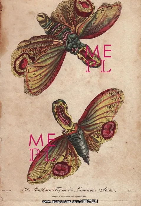 : Lanthorn fly or Lantern fly in its luminous : Lanthorn fly or Lantern fly in its luminous