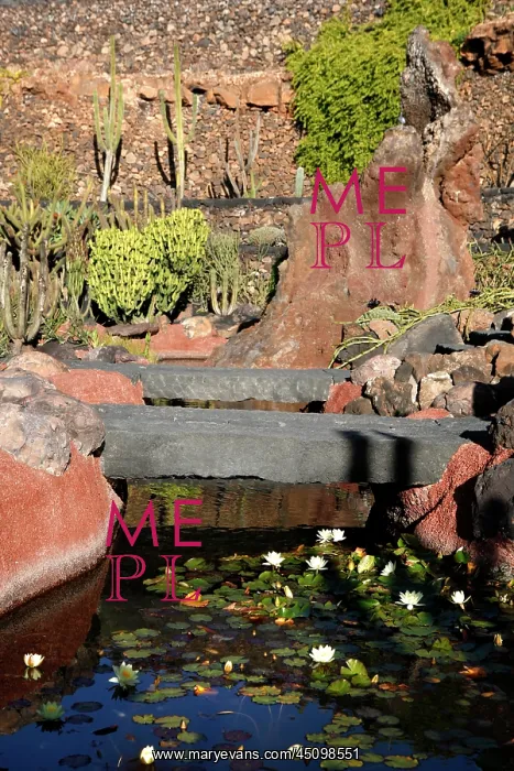 : Lanzarote. General view of water-lily pool, Cactus Garden : Lanzarote. General view of water-lily pool, Cactus Garden