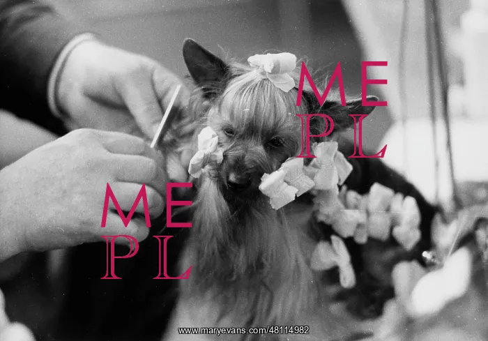 : Lapdog with hair in curlers : Lapdog with hair in curlers