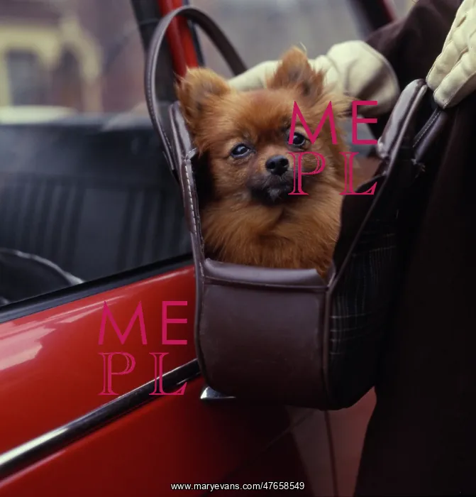  : Lapdog in a handbag