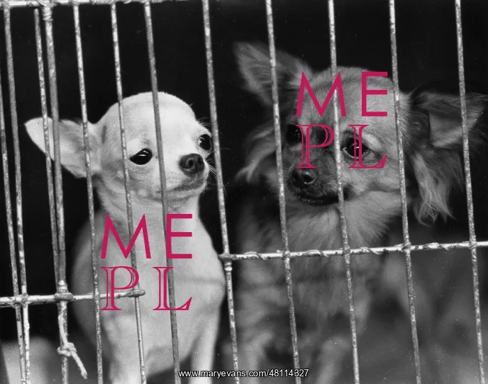 : Two lapdogs behind bars : Two lapdogs behind bars