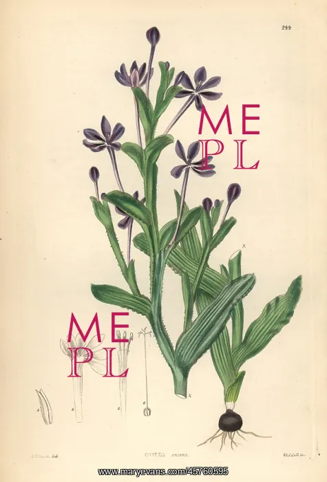 : Lapeirousia anceps : Lapeirousia anceps