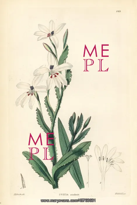 : Lapeirousia fabricii : Lapeirousia fabricii