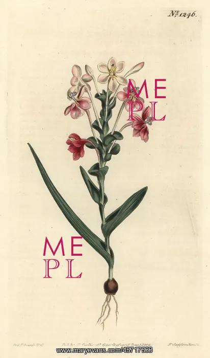 : Lapeirousia pyramidalis : Lapeirousia pyramidalis