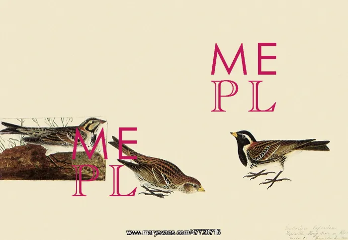 : Lapland Longspur : Lapland Longspur