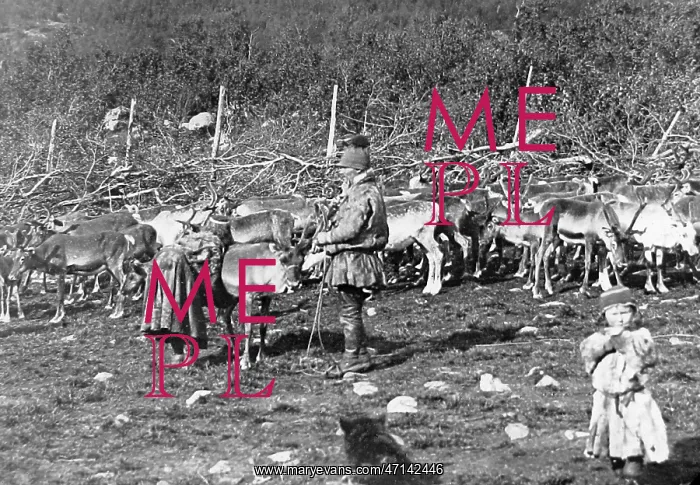  : Laplanders milking reindeer