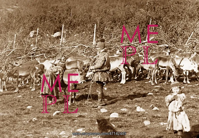 : Laplanders with a reindeer herd Norway early 1900s