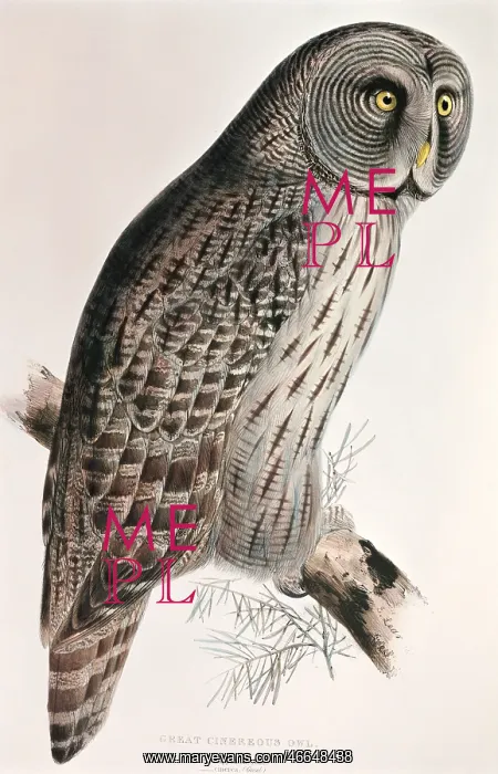 : Laponian Great Grey Owl