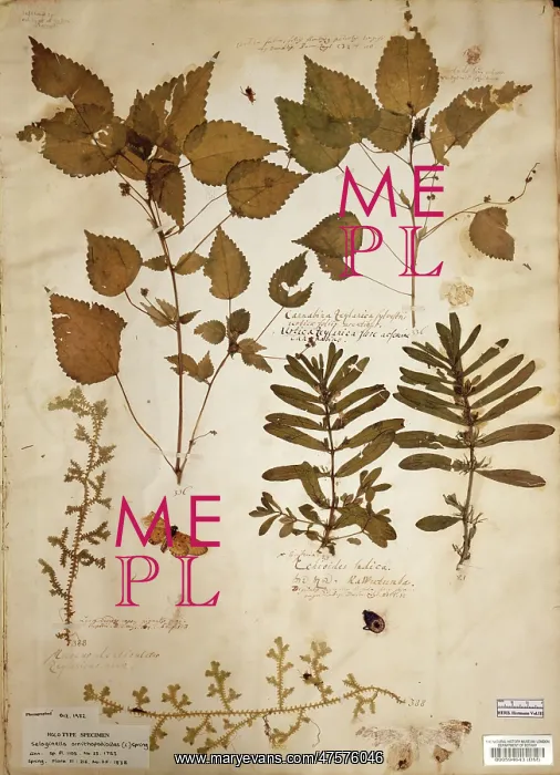 : Laportea interrupta (L.) Chew, woodnettle : Laportea interrupta (L.) Chew, woodnettle