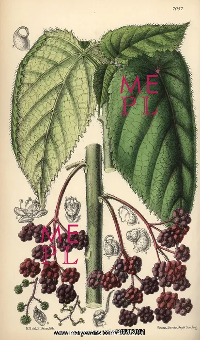 : Laportea moroides, stinging nettle native to : Laportea moroides, stinging nettle native to