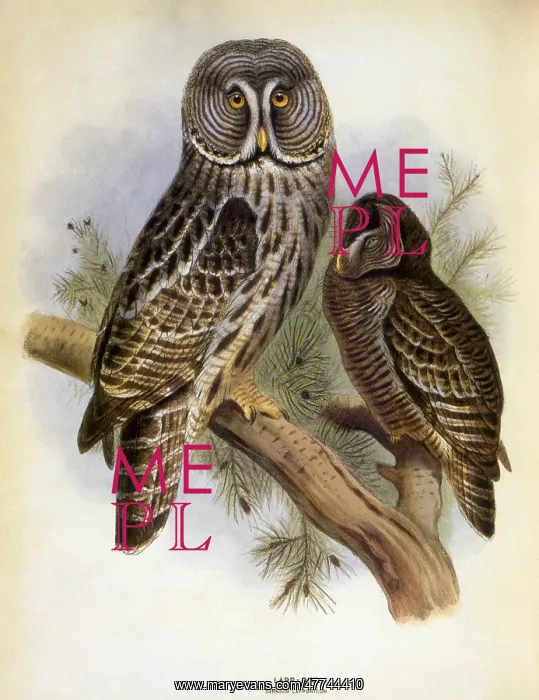  : Lapp Owl, Great Grey Owl