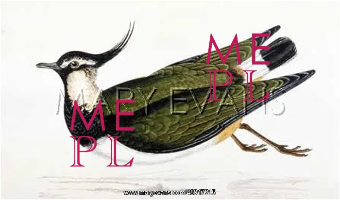 : LAPWING (MORRIS) : LAPWING (MORRIS)