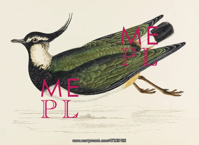  : LAPWING (PEEWIT) MORRIS